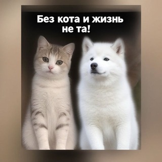 📢 Без кота и жизнь не та 🐾