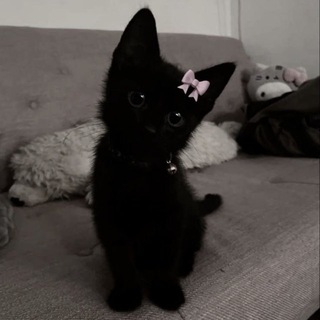 сашк вещает🐈‍⬛