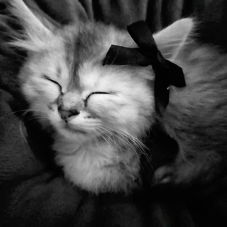 тг дрилловых