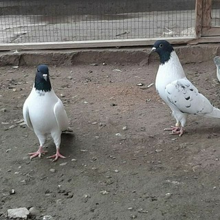 Namangan Yangiqo'rg'on kaptar ishqibozlari🕊🕊🕊