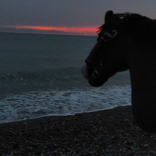 𓆟 KHT.Mentai 𓃗