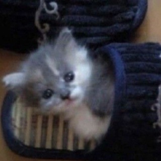 Переходник в Беззащитный мечниа