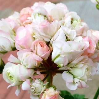 Двор Растений