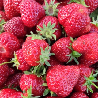 ЯСад Саженцы ягодных