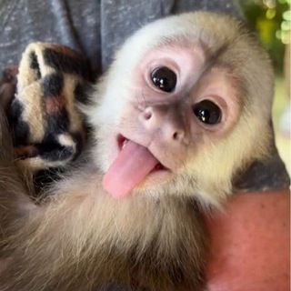 Приколы и мемы от Яши обезьянки