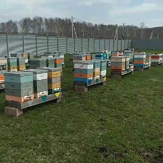Ваш! пчеловод.🐝 Яцук Денис🍯 yatsuk42