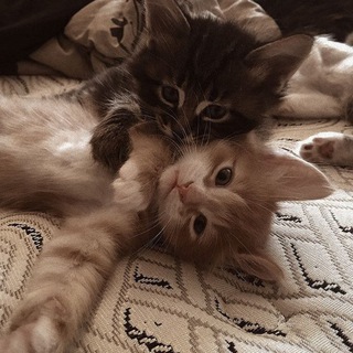 ловушка ведьмы🧙‍♀️