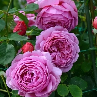 Питомник "УДачный сезон"