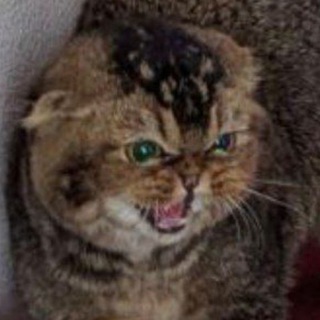 Да я салат(на физтехе)