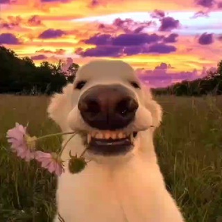 🦆Utka | Role play конференции