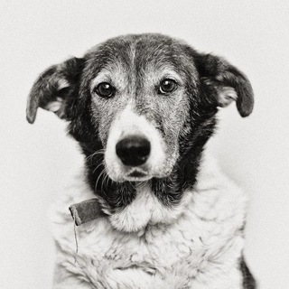 Yupianimals | Животные Юпи