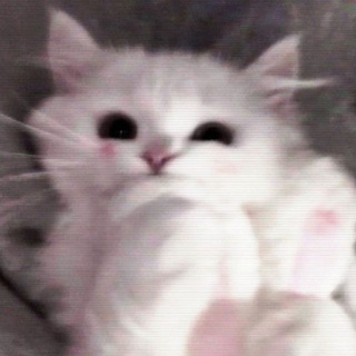 ᶻ 𝘇 𐰁 The white kittenᶻ 𝘇 𐰁