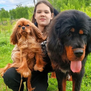 NEIKID JEWEL Тибетский Мастиф🔥 Кавалер Кинг Чарлз спаниель🤩