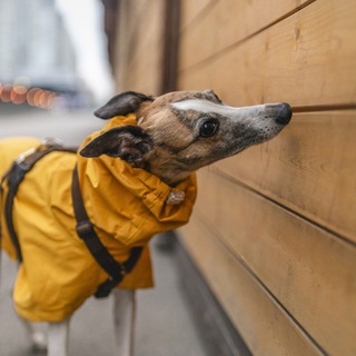 Ноузворк: дневник уиппета