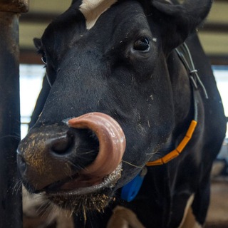 ЗАО "Калининское"🐮