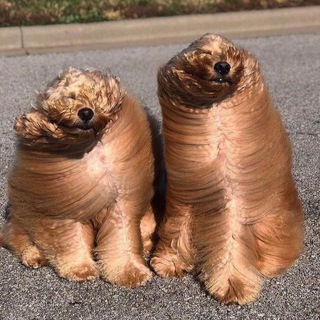 Рекомендашки