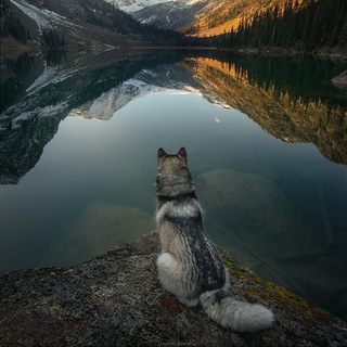 Царство животных 🦁