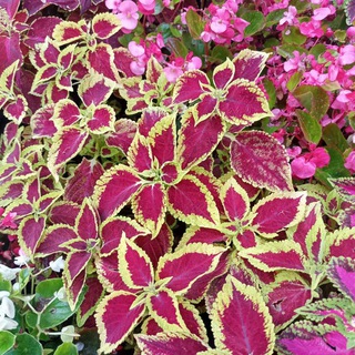 Деревенская Симфония.