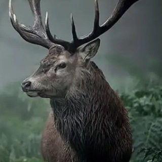 Здоровье севера