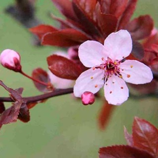 Зелёный Оазис 🌿