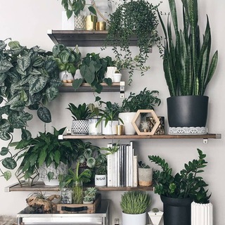 Зелёный Уголок 🌿 Комнатные растения 🪴