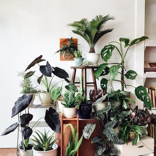 Зелёный дом | Комнатные цветы и растения