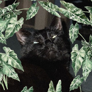 Зелёный притон