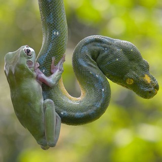 Между Жабой и Гадюкой