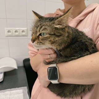 Кошки понемножку. Ира Жирихова