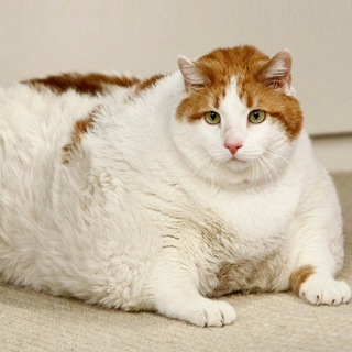 Жирные коты