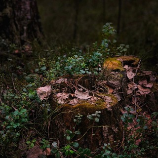 Живин лес 🌳
