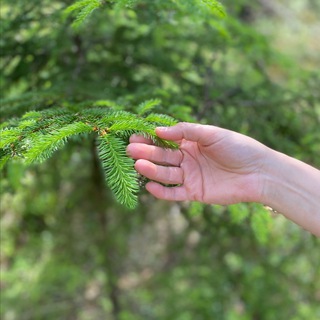 «ЖИВУ ЛЕСОМ»®️