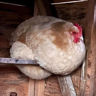 Zero Original Content