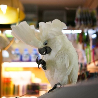 Золотой Какаду🦜 официальный питомник попугаев