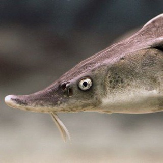 Желтогорье