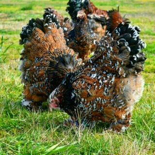 💯ZOTLI_PARANDALAR💯 💸online bozor💸