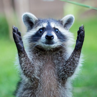 Звериный Comedy