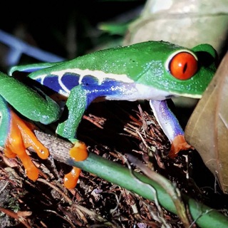 Зверский Квакаунт