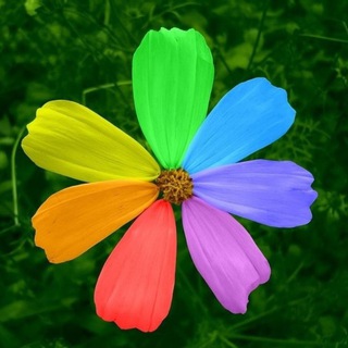 Цветик-семицветик