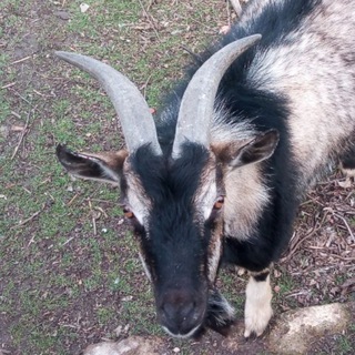 Звуки из мемов