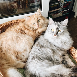 Двакотаж и Оливка