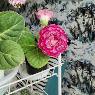 Цветочный калейдоскоп