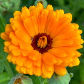 Цветы, сад, рецепты заготовок.