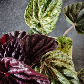 Цветомир 🌱