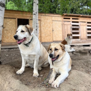 «Второй шанс»