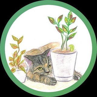 Дом замиокулькасов